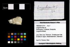 Foto (Objekt + Etiketten) von Longodromites sp. 